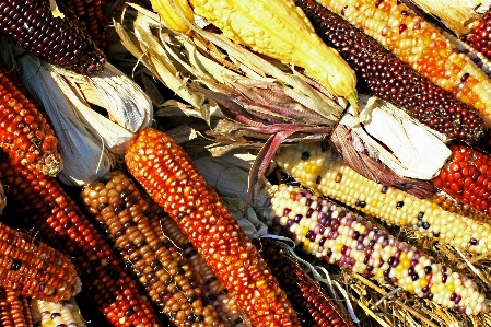 粒 花 皿 食べ物 写真