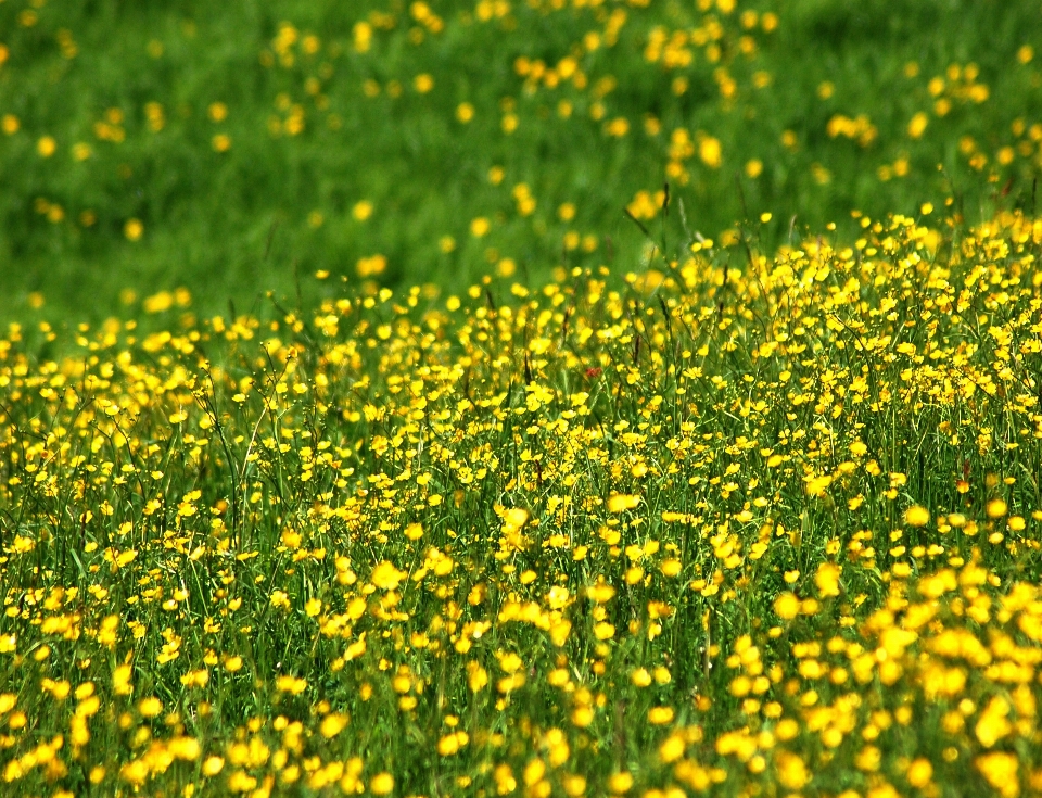 Nature grass mountain plant