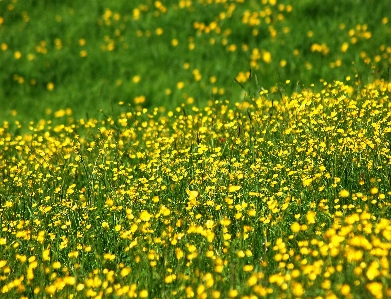 Nature grass mountain plant Photo