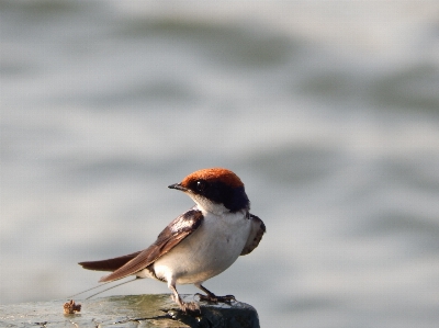 Water nature bird wing Photo