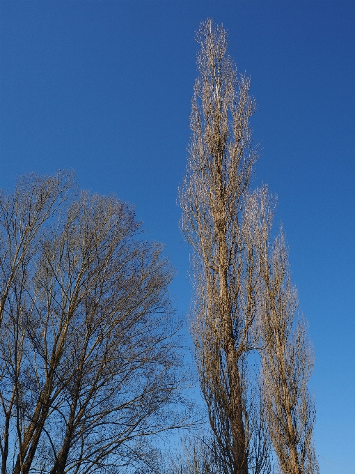 árbol naturaleza rama nieve