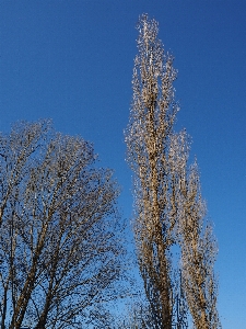 Tree nature branch snow Photo