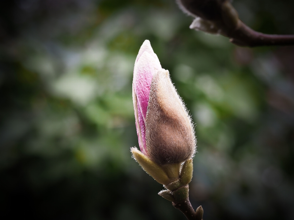 Nature branch blossom plant