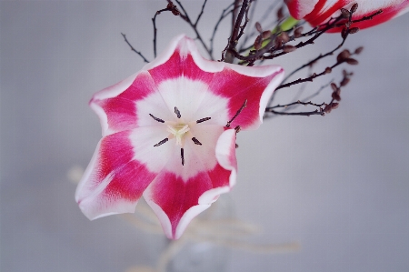 Blossom plant photography leaf Photo