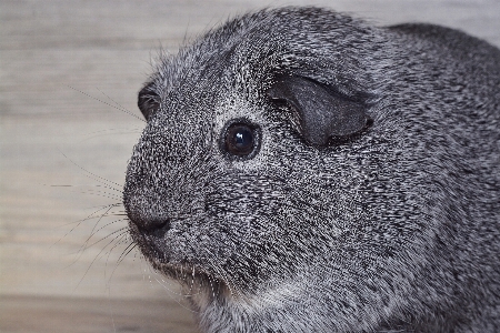 Foto Animale domestico mammifero vicino