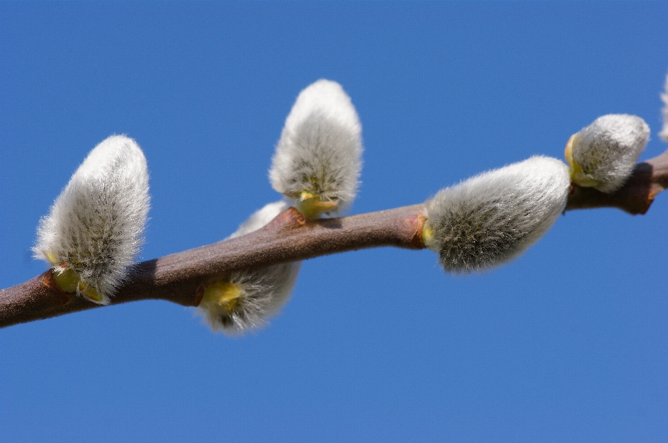 Tree nature branch blossom