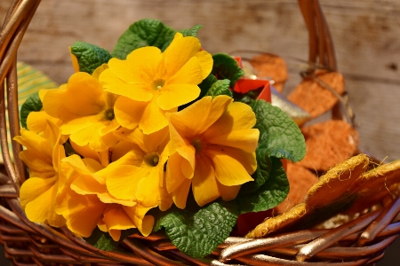 Plant leaf flower petal Photo