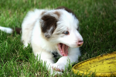 Foto Anak anjing collie
 kecil