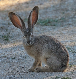 Foto Natura carino guardare animali selvatici