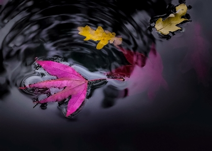 Water nature plant leaf Photo