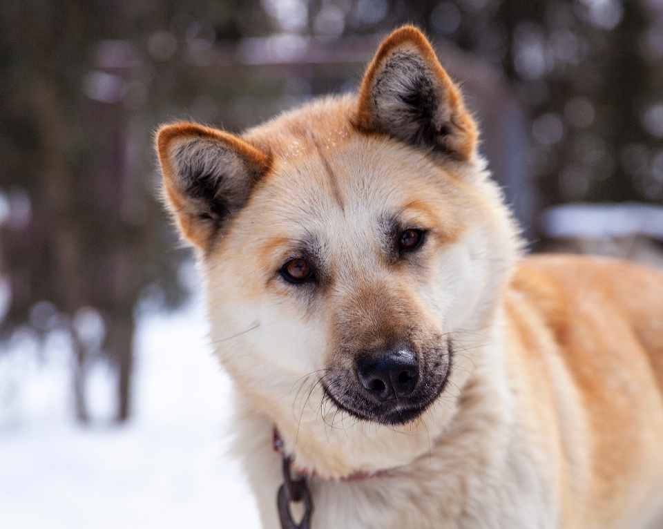 Arbeiten hund tier eckzahn
