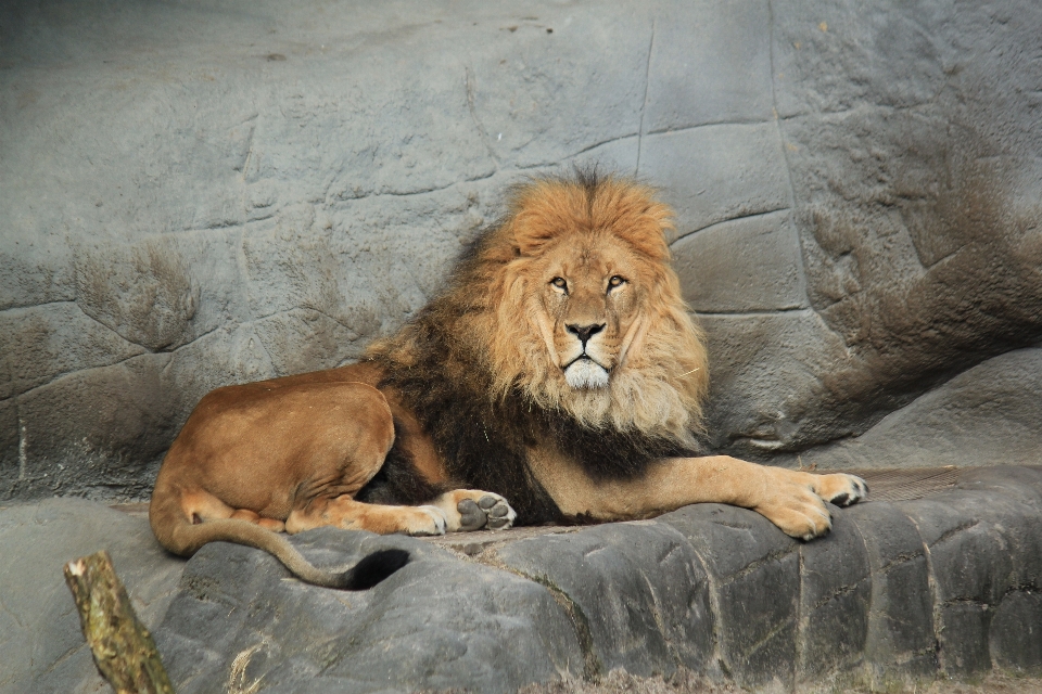 Animal masculino fauna silvestre salvaje