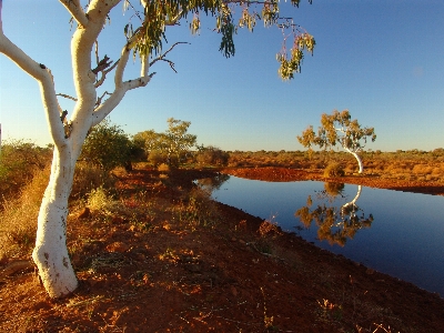 Landscape tree nature wilderness Photo