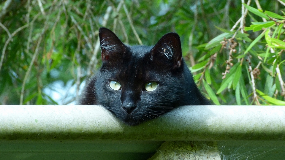 Grass green cat mammal