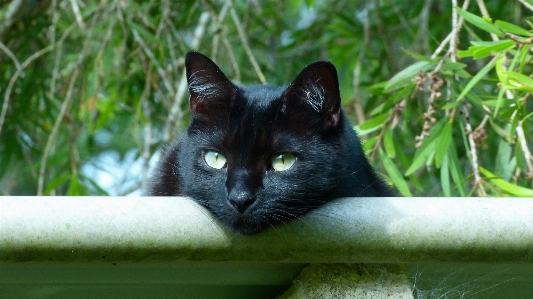 Foto Grama verde gato mamífero