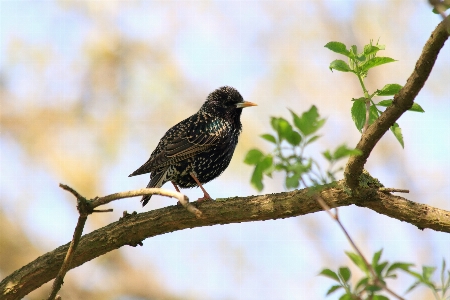 Baum natur zweig vogel Foto