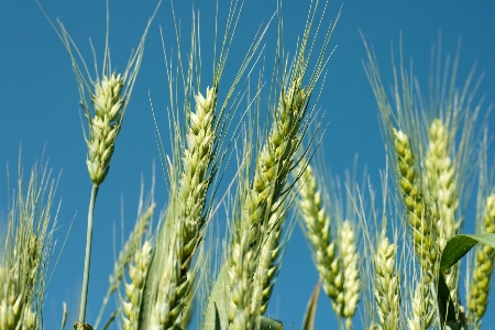 Grass plant field barley Photo