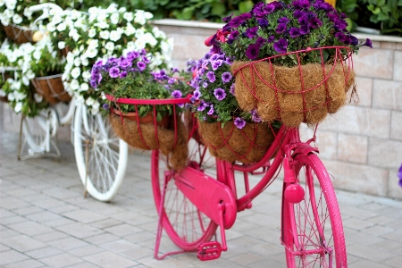 Flower bicycle bike floral Photo