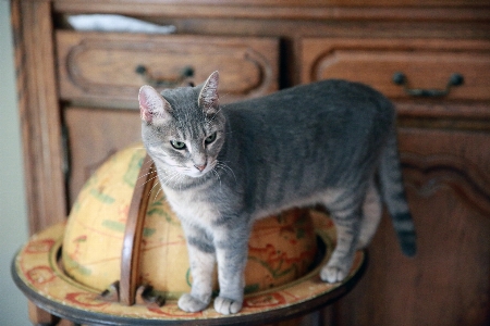 Foto Animale domestico gattino gatto