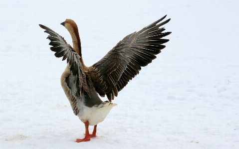 Bird wing animal seabird Photo