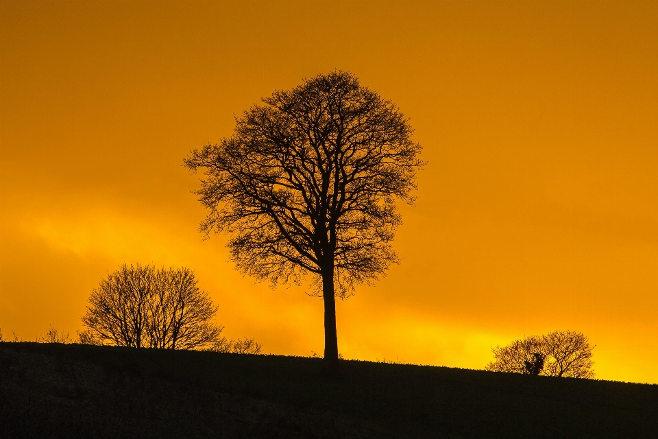 Arbre nature horizon bifurquer