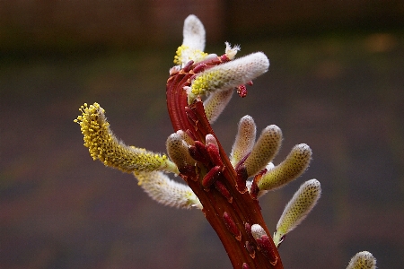 Nature branch blossom plant Photo