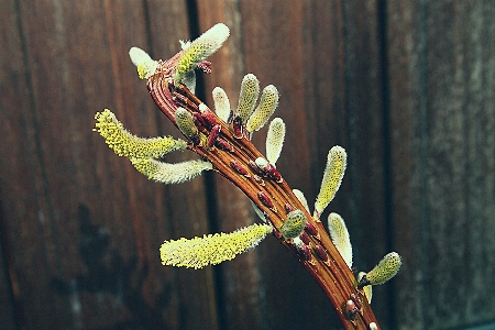 Branch plant wood photography Photo