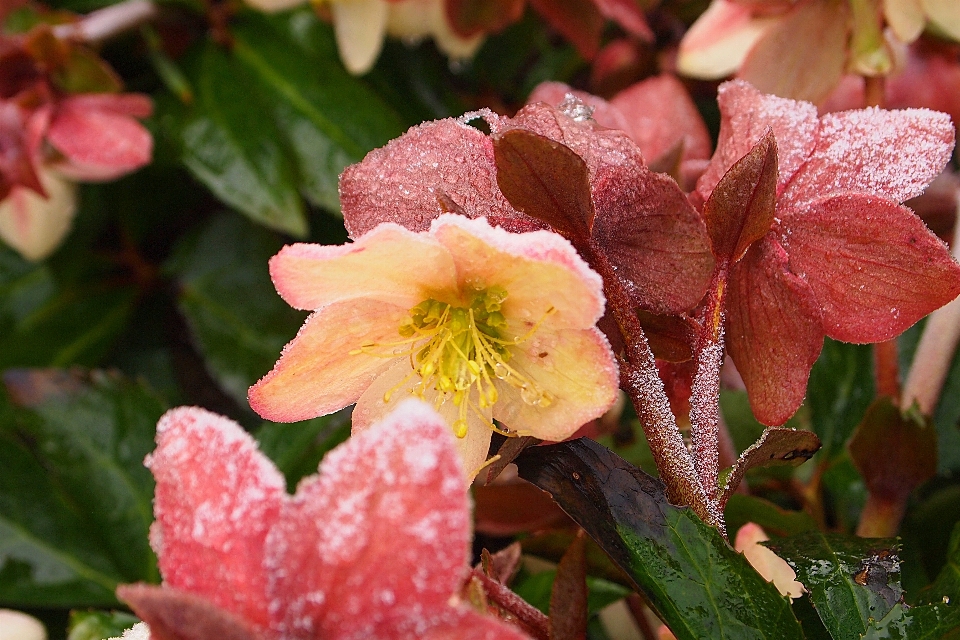 Blossom plant leaf flower