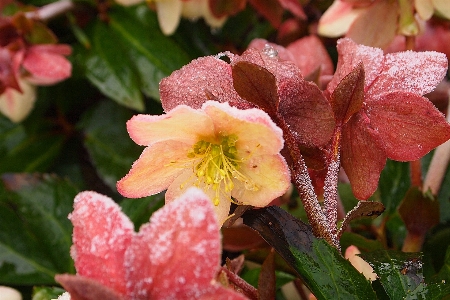 Blossom plant leaf flower Photo