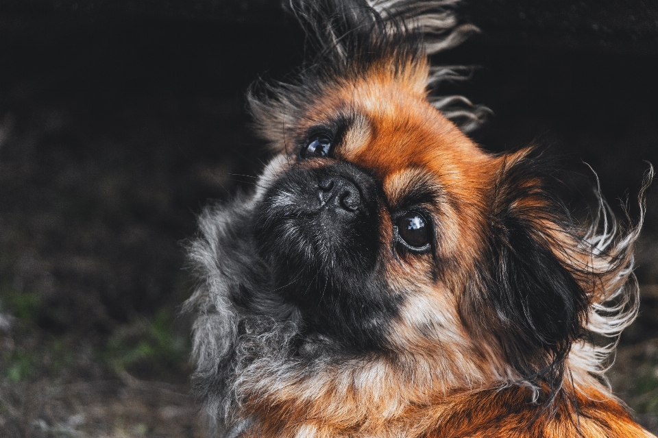 Cucciolo cane carino canino
