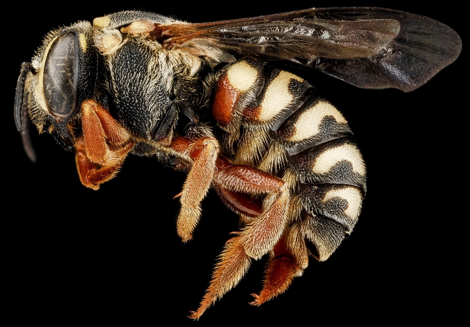 Natura fotografia profil miód