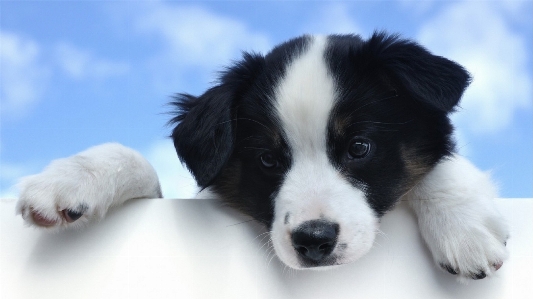 Sky puppy dog cute Photo