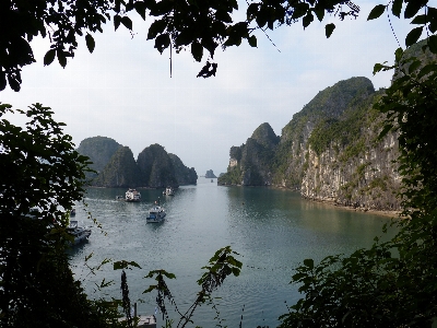 風景 海 海岸 木 写真