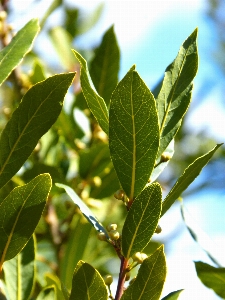 Tree branch plant fruit Photo