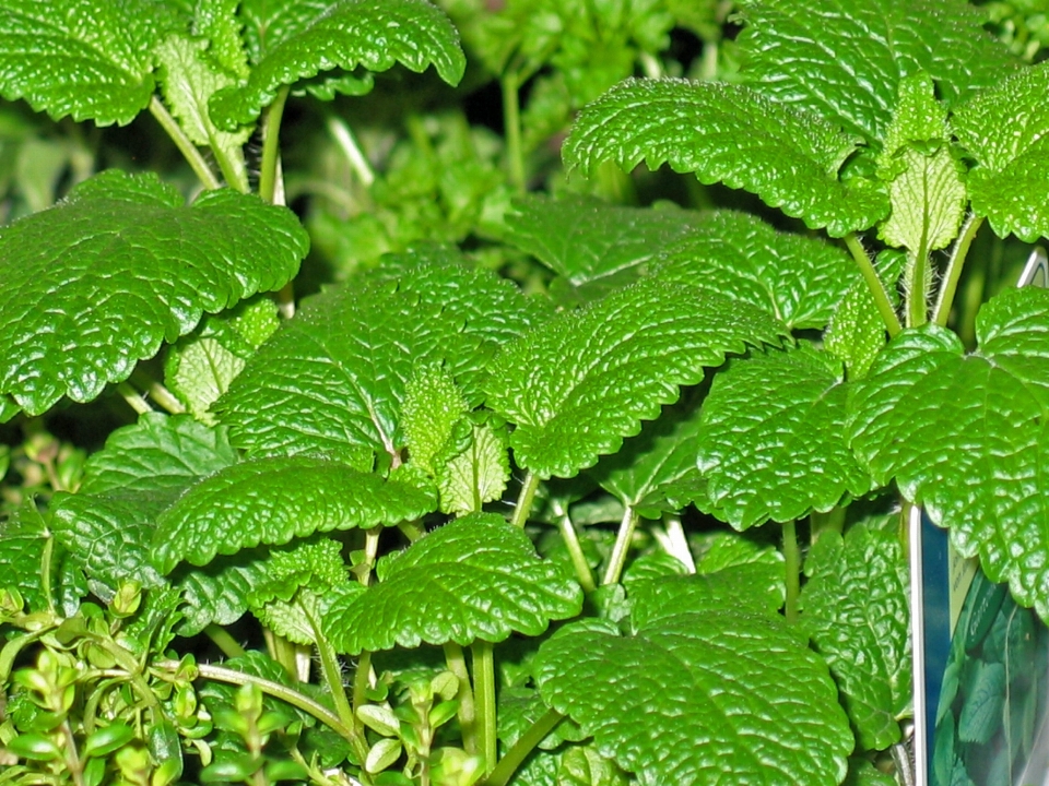 自然 植物 叶子 花