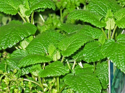 Nature plant leaf flower Photo