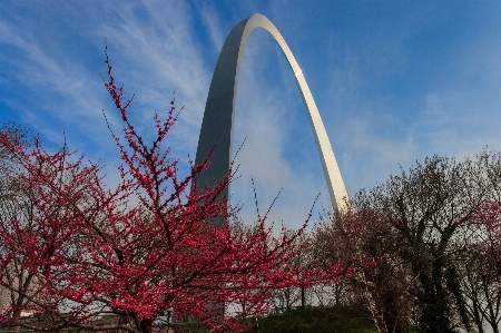 Tree cloud architecture structure Photo