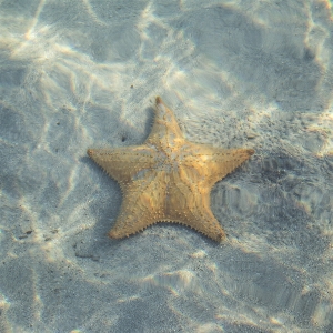 Beach sea sand ocean Photo