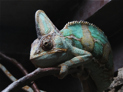 Foto Margasatwa hijau reptil iguana