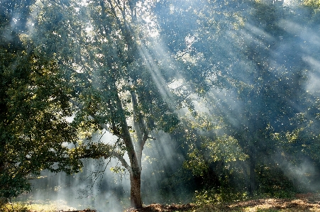 Tree water nature forest Photo