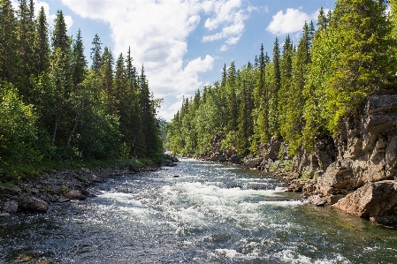 Foto Acqua natura foresta torrente
