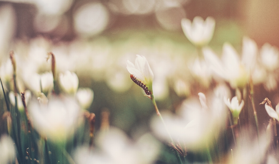 Nature grass branch blossom