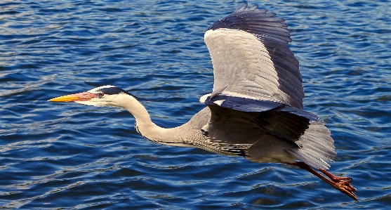 Sea water nature ocean Photo