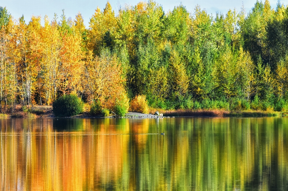 Paysage arbre eau forêt