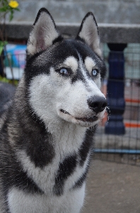 Dog pet mammal husky Photo