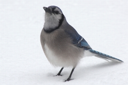 Natur schnee kalt winter Foto