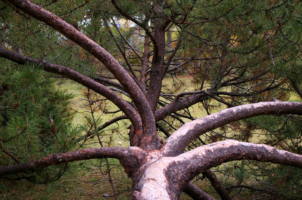 Landscape tree nature forest