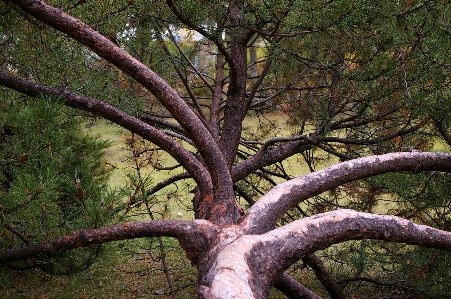 Landscape tree nature forest Photo