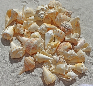 Natur sand blütenblatt sommer Foto