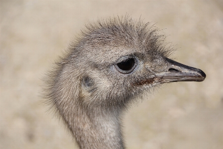 鳥 動物 野生動物 嘴 写真